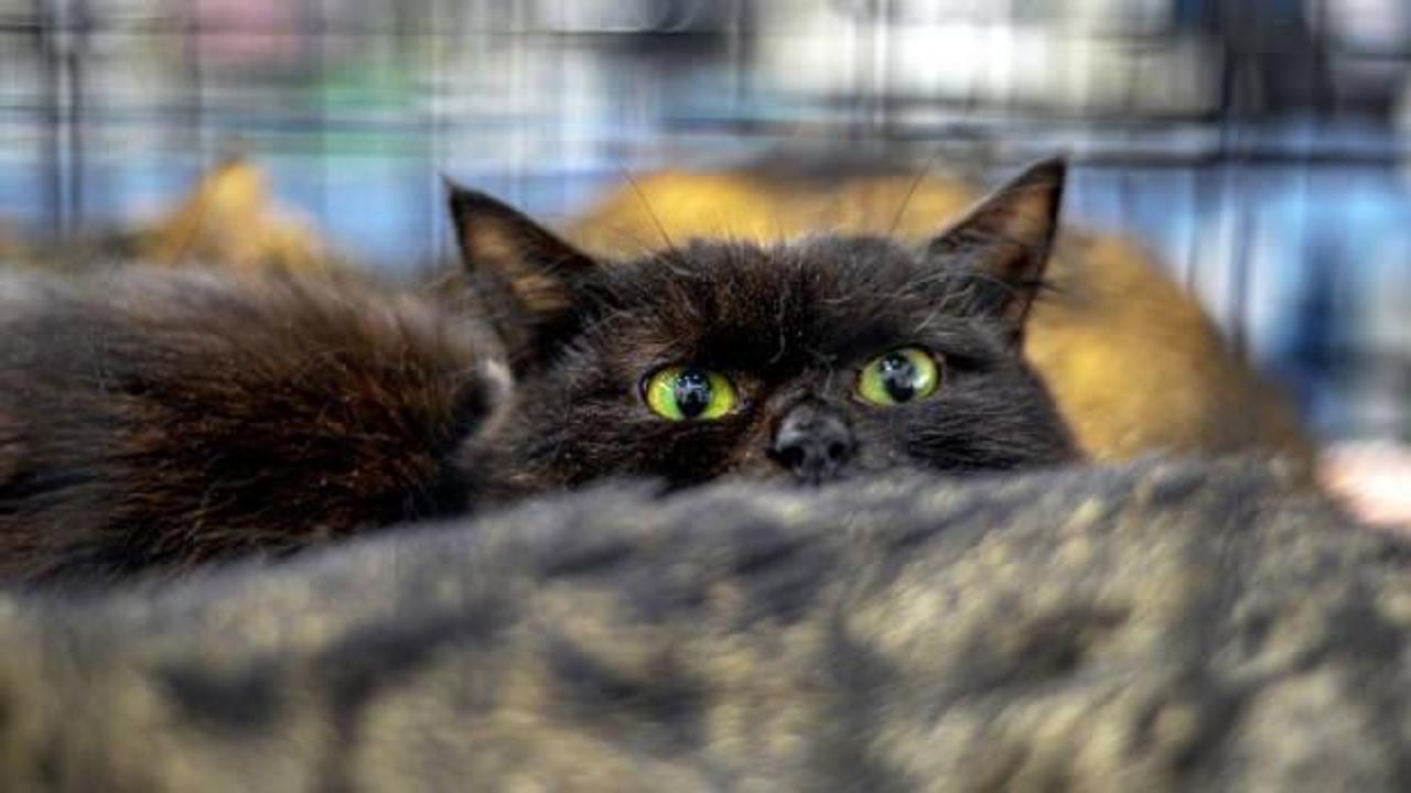 İspanya'da cadılar bayramı öncesi ilginç yasak! 