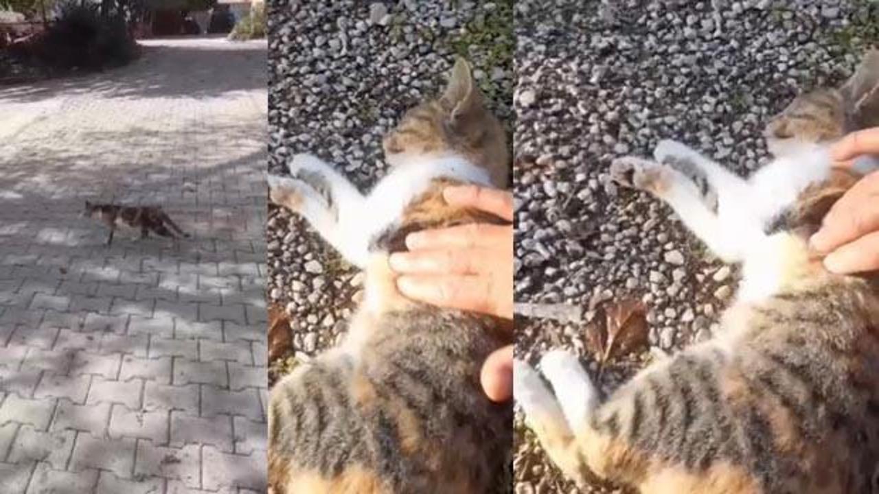 Kediyi kalp masajı ile hayata döndürdü