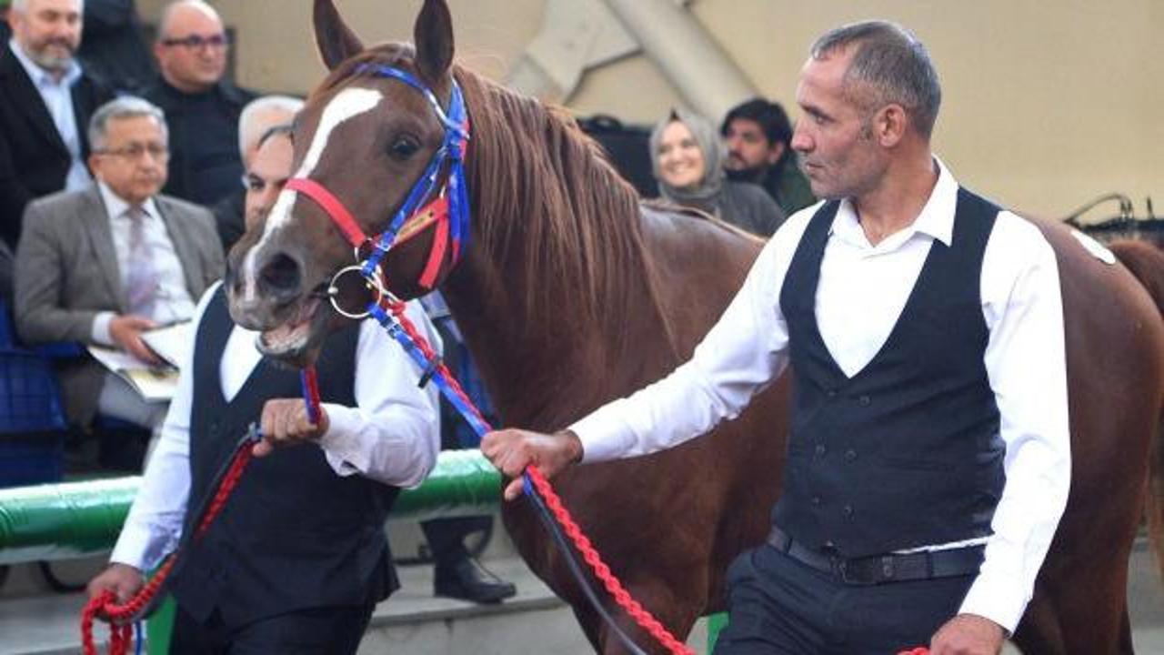 Tüm zamanların rekoru kırıldı! Arap tayı 10 milyon 500 bin liraya alıcı buldu