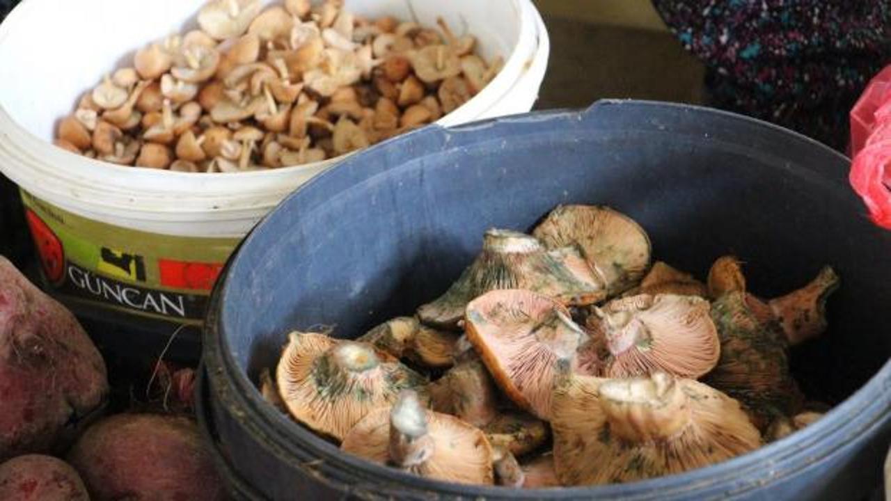 Vatandaş dağdan kova kova topladı, kilosu 400 liradan sattı