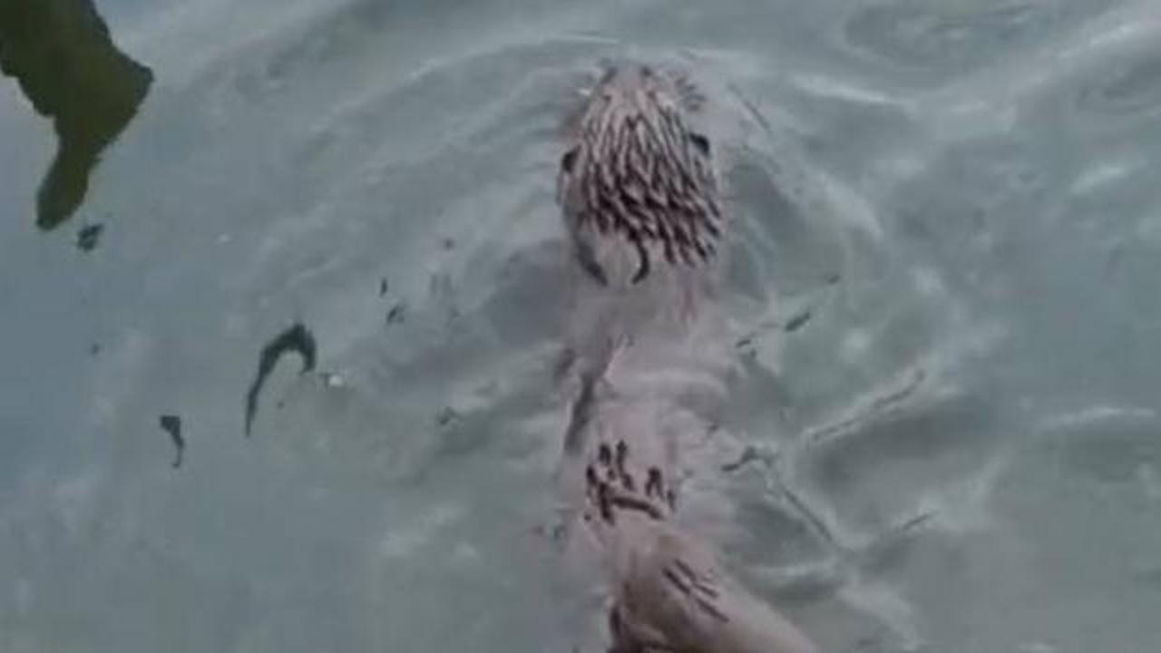 Küçükçekmece'de su samuru görüntülendi