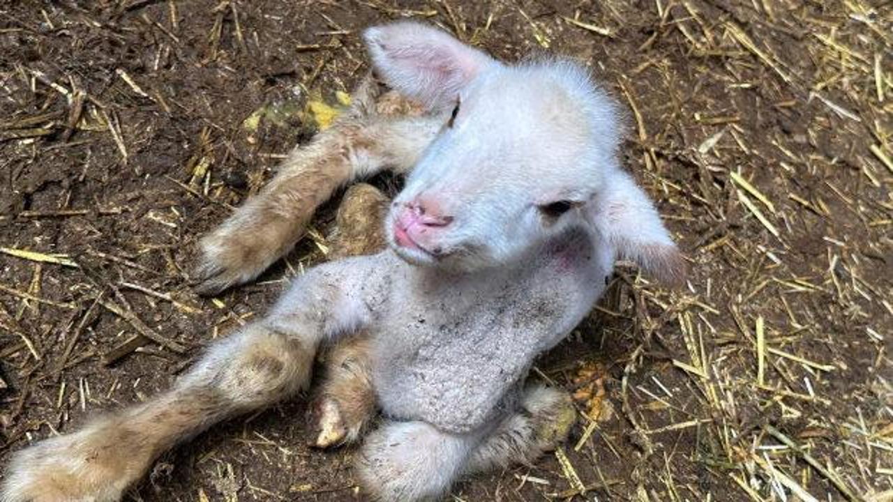 Besicinin belini büken hastalık: 4 günde 400 bin TL zarar etti!