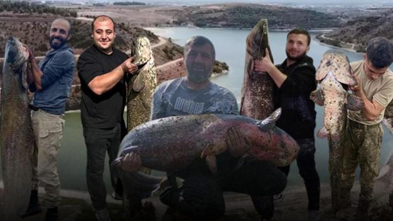 Boyları kadar yayın balığı yakalıyorlar! Bir değil, iki değil...