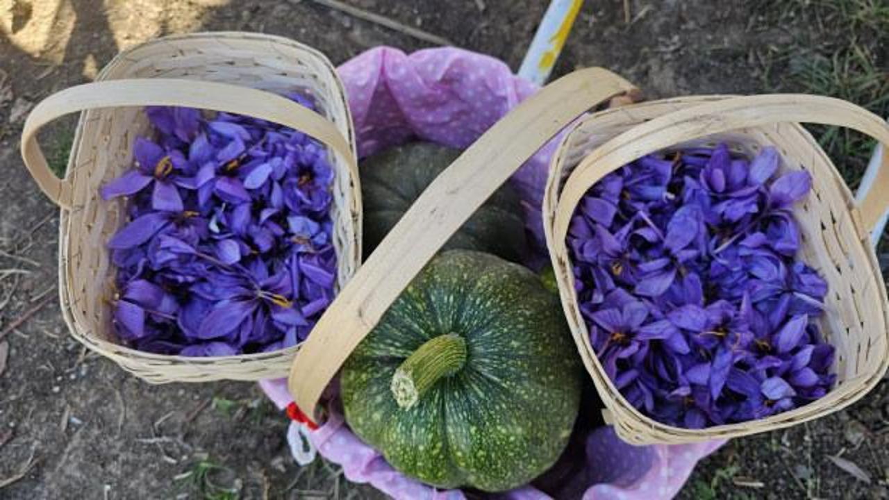 Çorum'da Safran Hasat Şenliği yapıldı