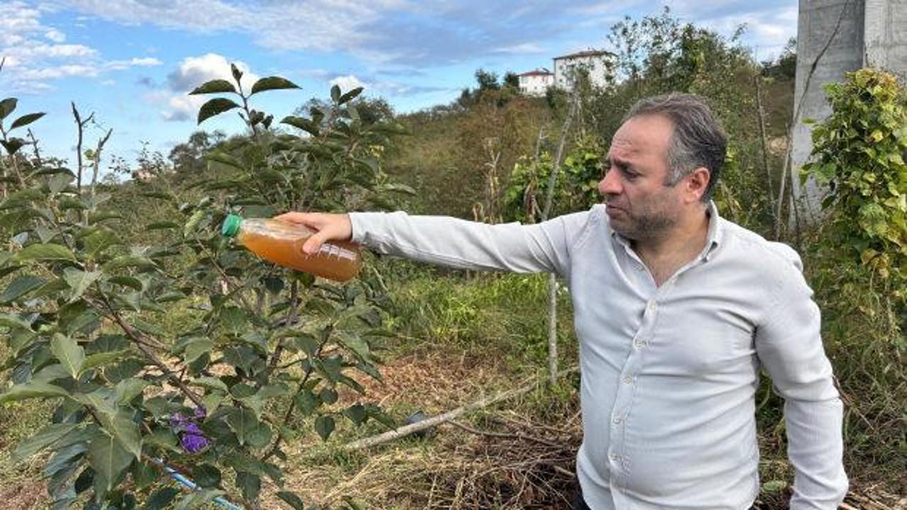 Kahverengi kokarca zararlısına karşı doğal çözüm