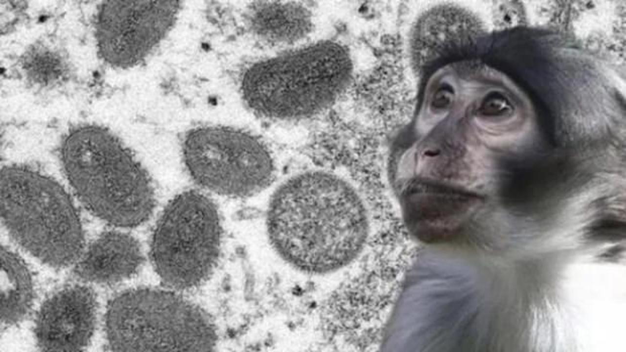  'Hastalıklı maymunlar' alarma ge&ccedil;irdi! ABD'de tuhaf olay! 