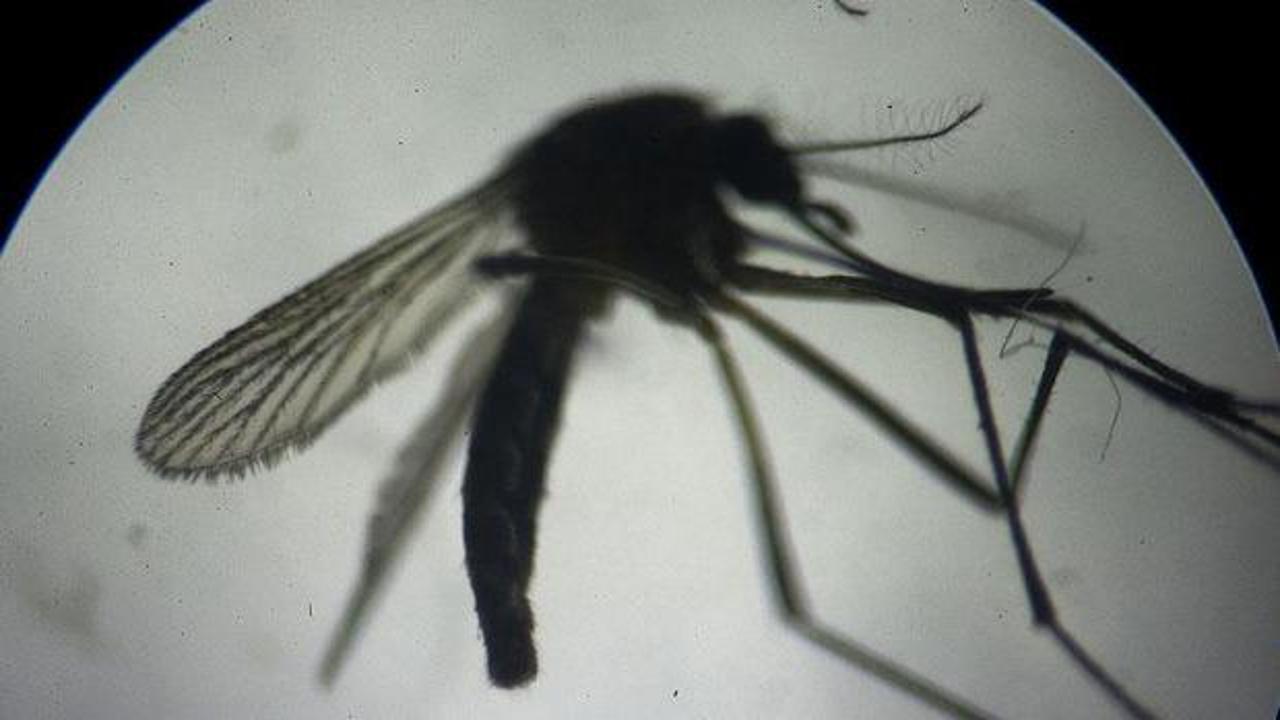 Hong Kong'da kırmızı alarm... Chikungunya ateşi endişesi! 