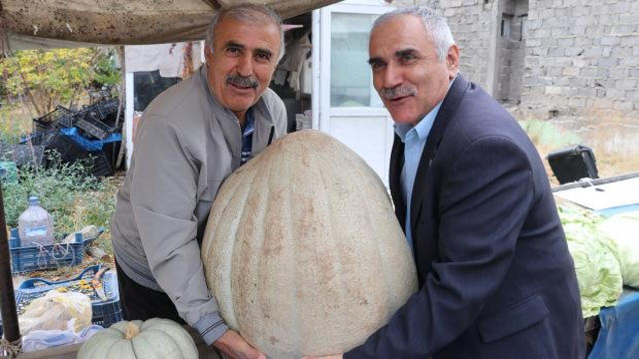 Devasa kabağın kilosunu öğrenince sevinçten havalara uçtu