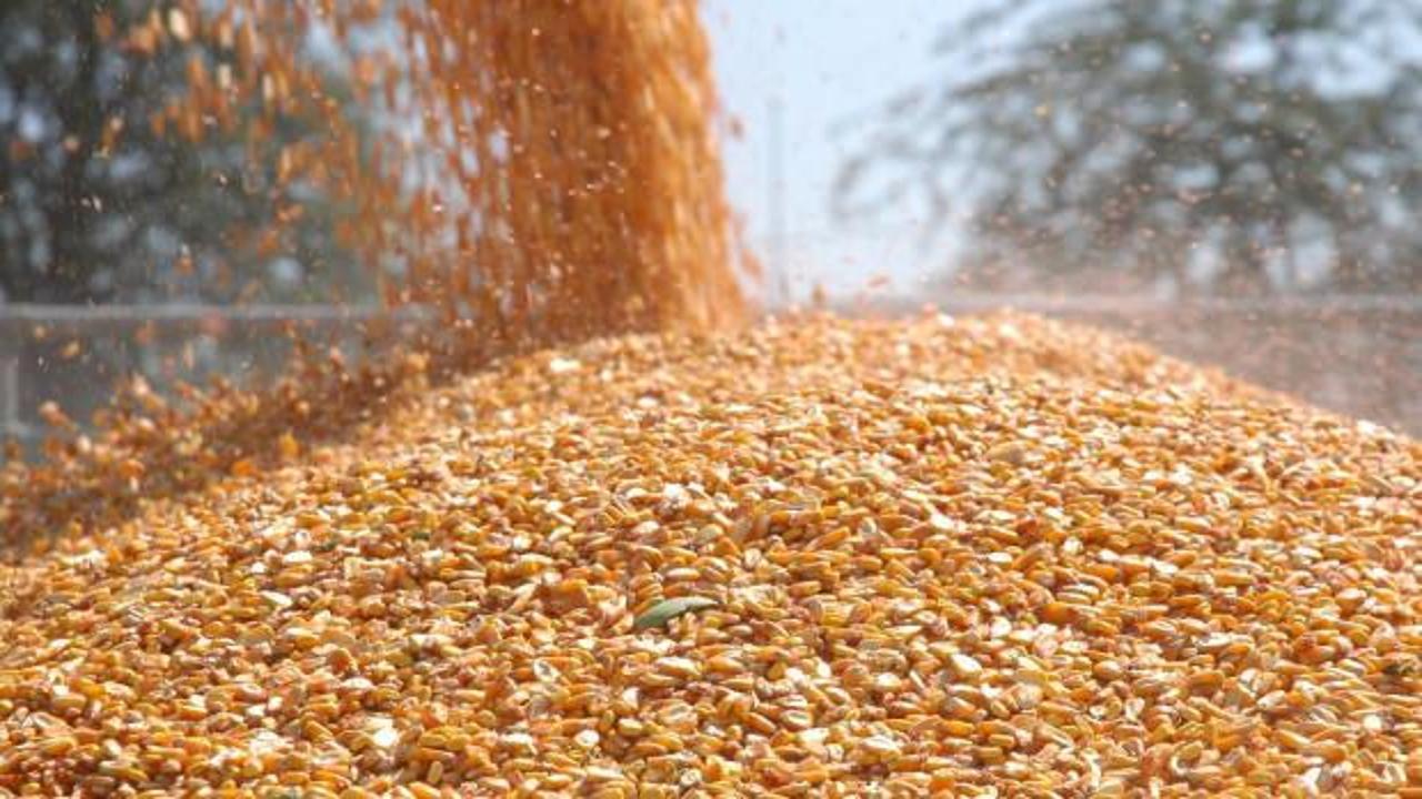 TİGEM 1400 ton dane mısır satacak