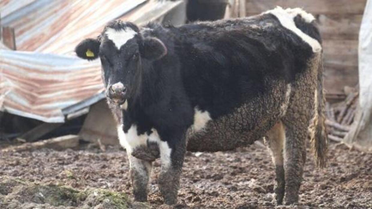 Bolu’da 18 köy ve 4 mahallede şap karantinası