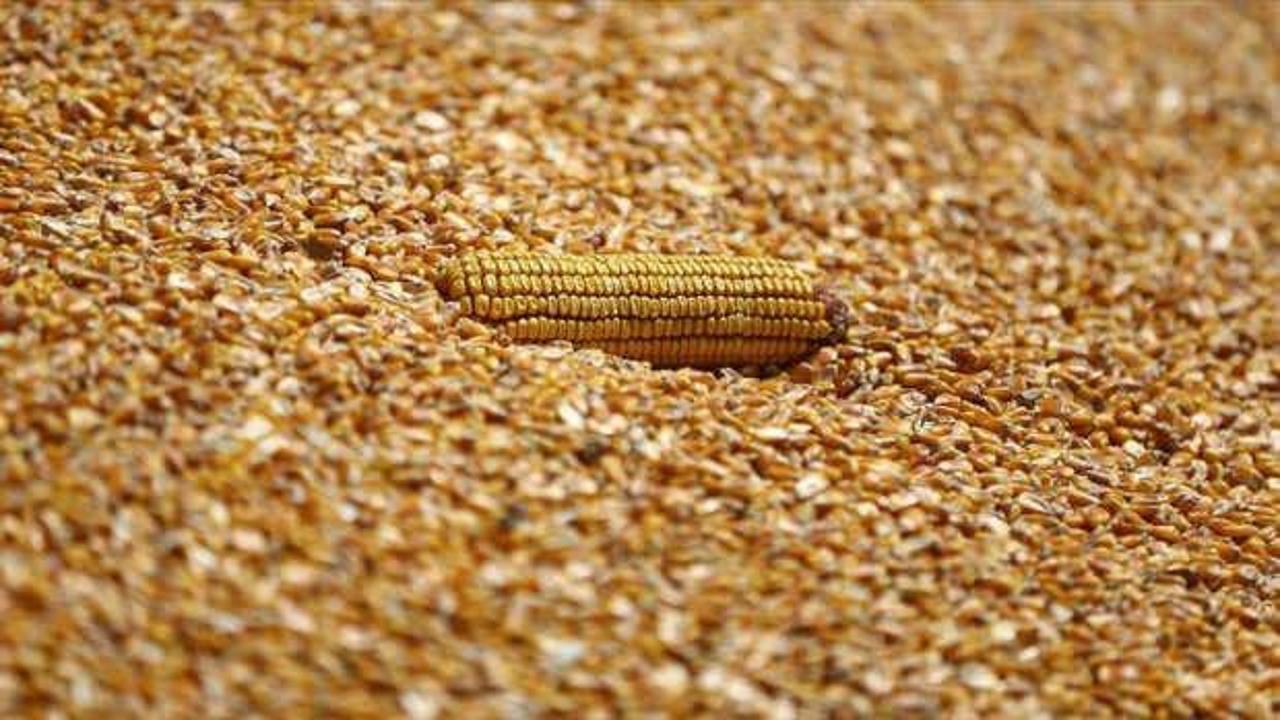 Arpa ve mısır ithalatında tarife kontenjanları 1 milyon ton olarak yeniden belirlendi