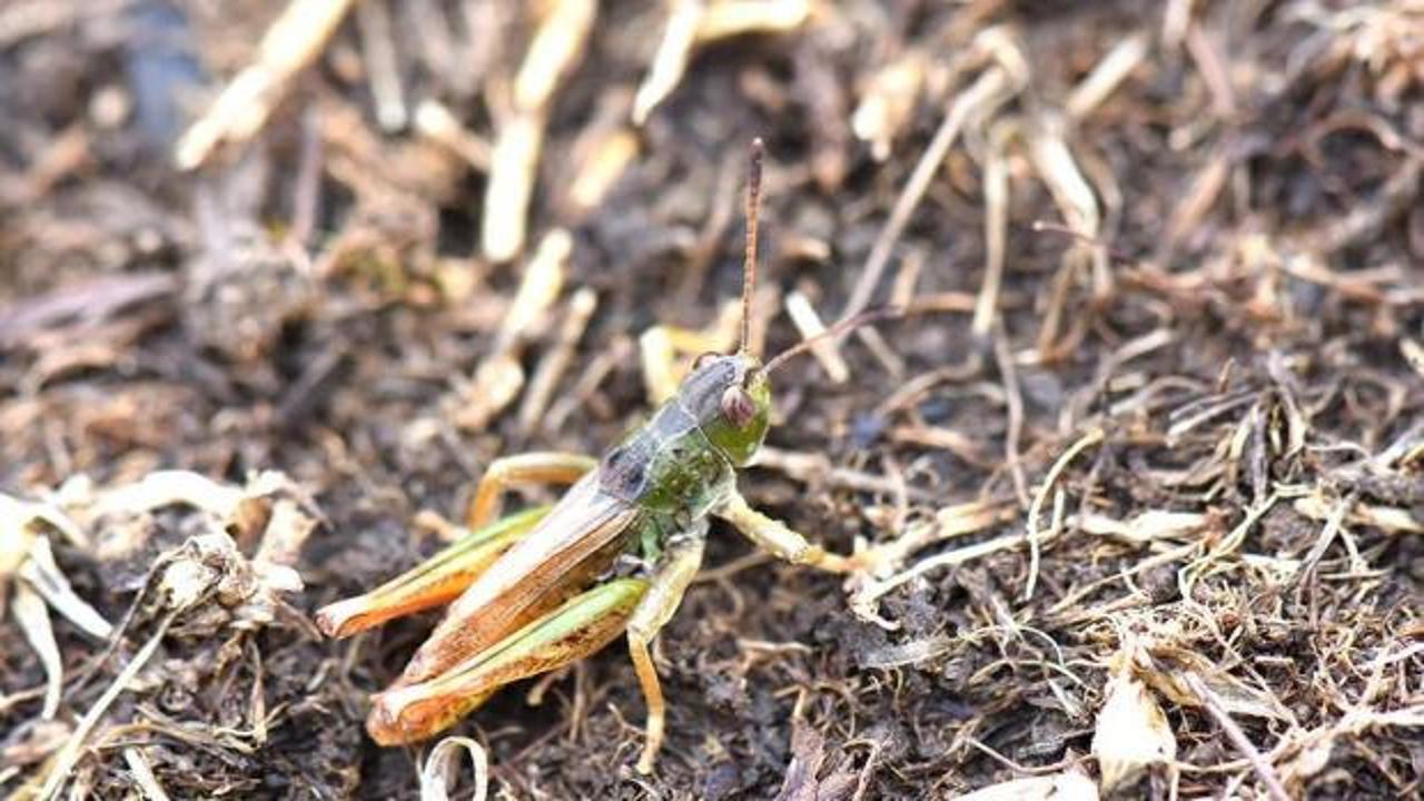 Bilim insanları Karadeniz’de yeni bir çekirge türü keşfetti
