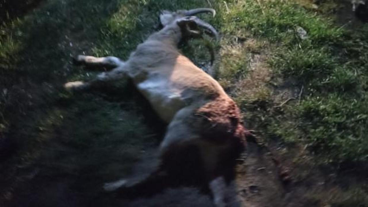 Konya'da kaçak yaban keçisi avına ocak söndüren ceza!