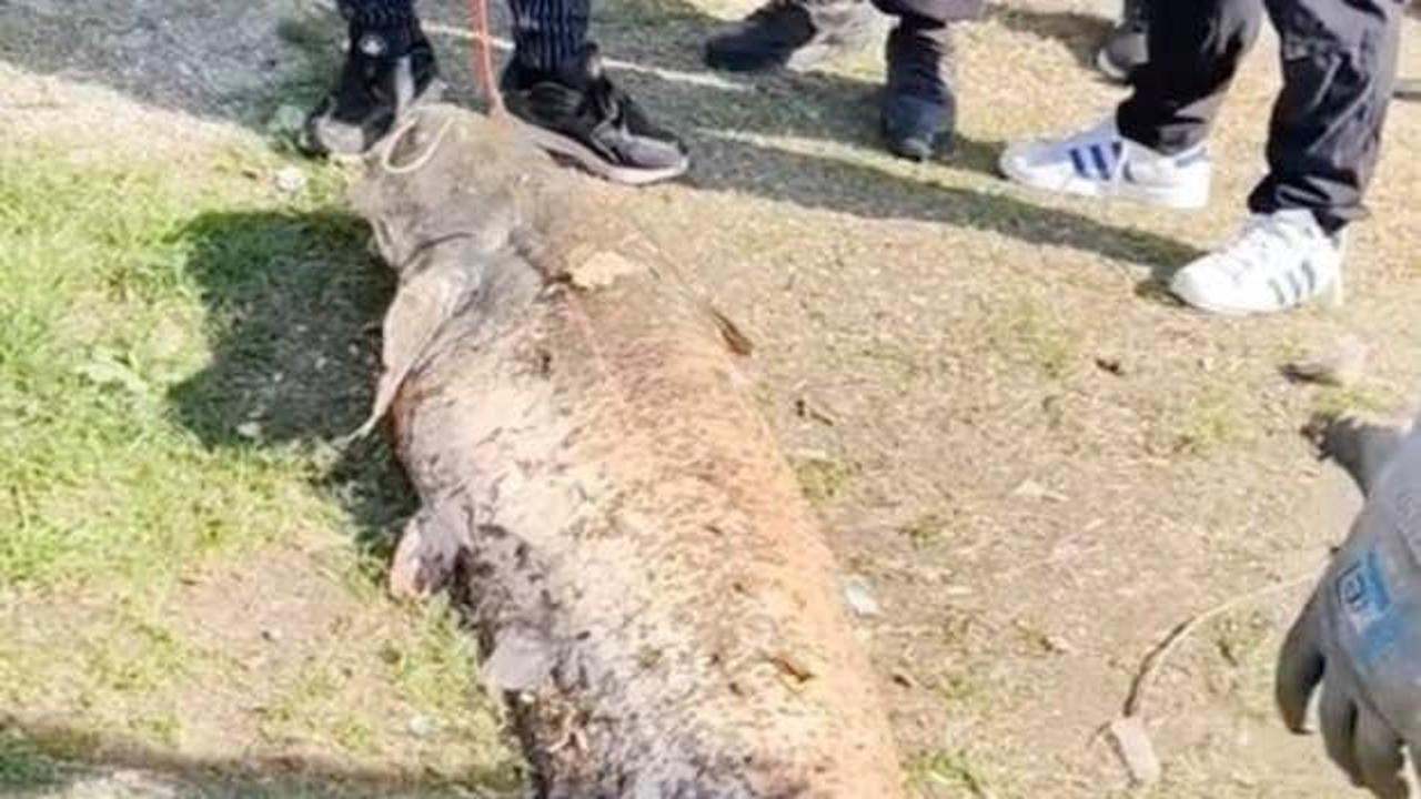 Oltaya takılan 50 kiloluk dev balık şaşırttı