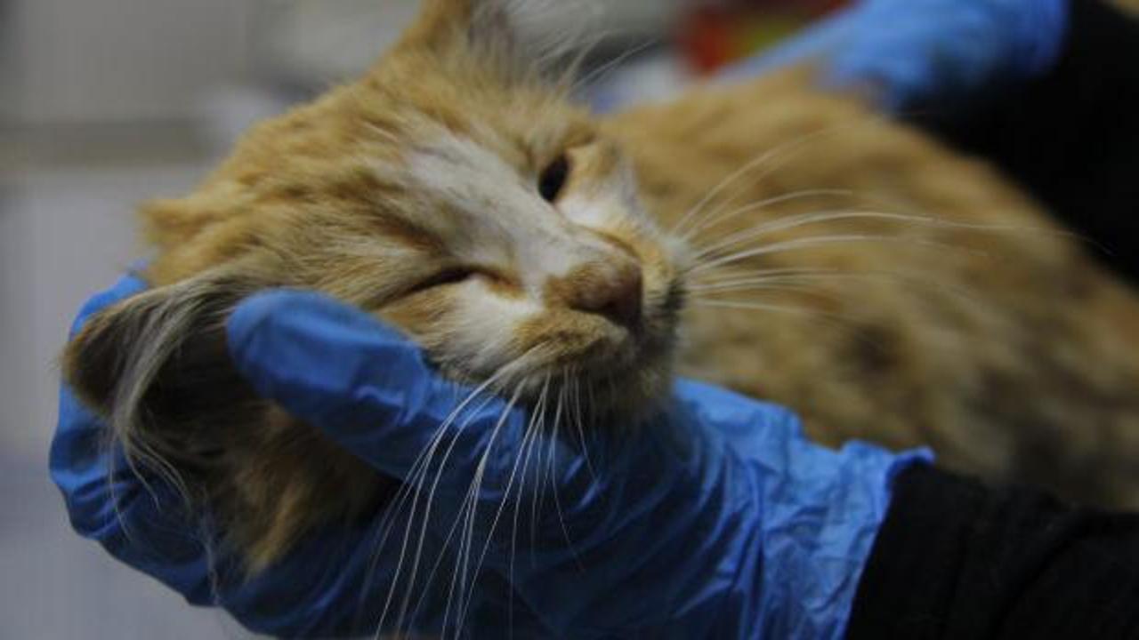 Sivas'ta kedi AIDS'ine rastlandı! Uzmandan kritik uyarı