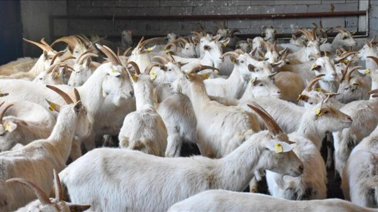 TİGEM 350 reforme ke&ccedil;i satacak