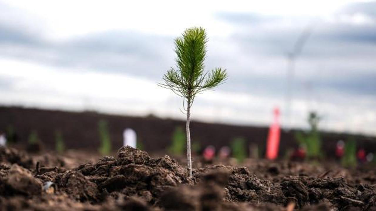 11 Kasım Milli Ağa&ccedil;landırma G&uuml;n&uuml;'nde &ccedil;ifte rekor!