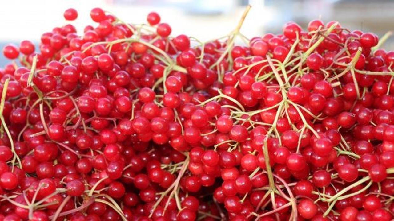 Erzincan'da "gençlik iksiri" olarak adlandırılan gilaburu tezgâhlarda yerini aldı