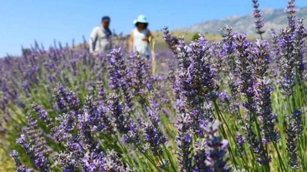 48,8 milyon metrekare Hazine arazisi tıbbi ve aromatik bitki yetiştirilmek üzere kiralandı