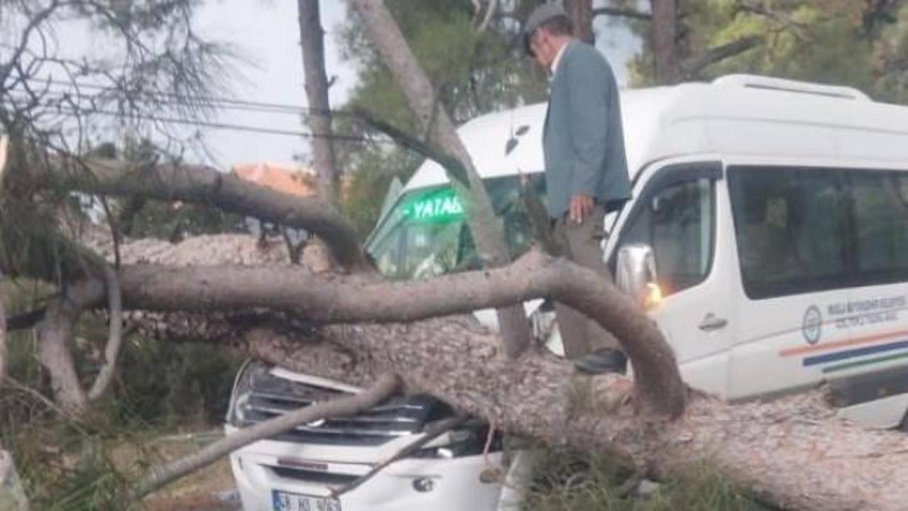 Seyir halindeki minibüsün üstüne ağaç devrildi