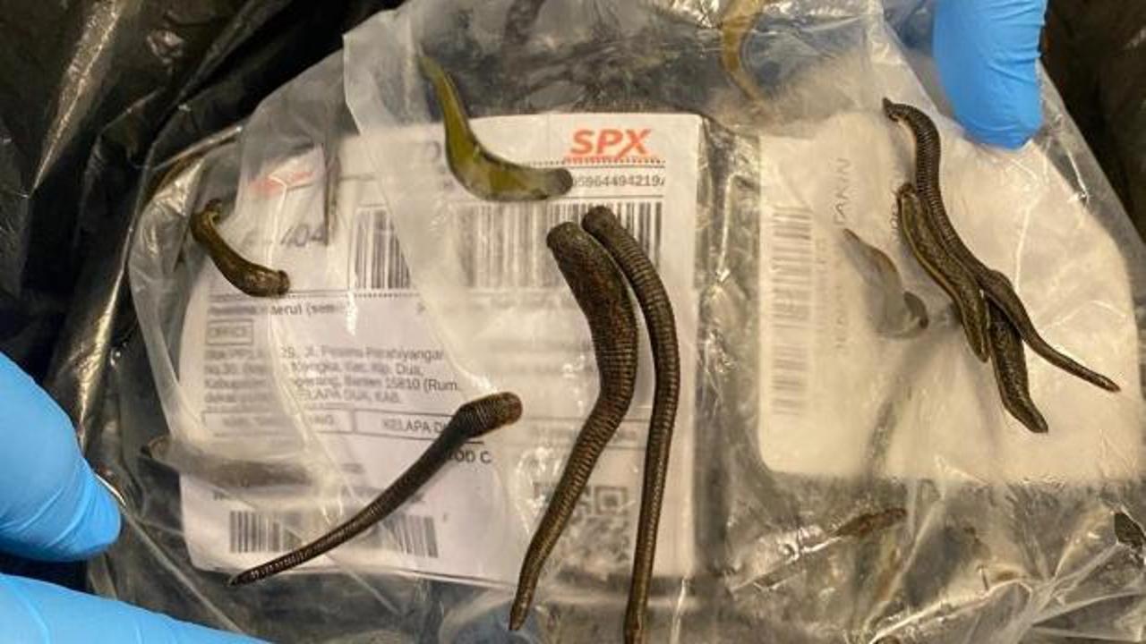  İstanbul Havalimanı’nda 5 bin adet tıbbi sülük ele geçirildi