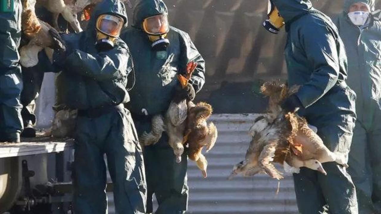 ABD'de yeni salgın: "H5N5" gribiyle enfekte olan bir kişi öldü!