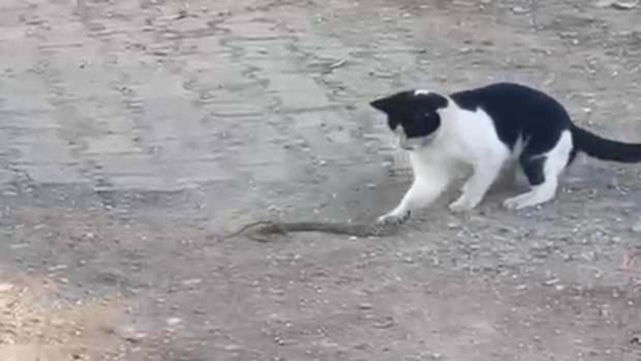 Fareyle oynar gibi oynayıp, yılanı ağzıyla kaptı