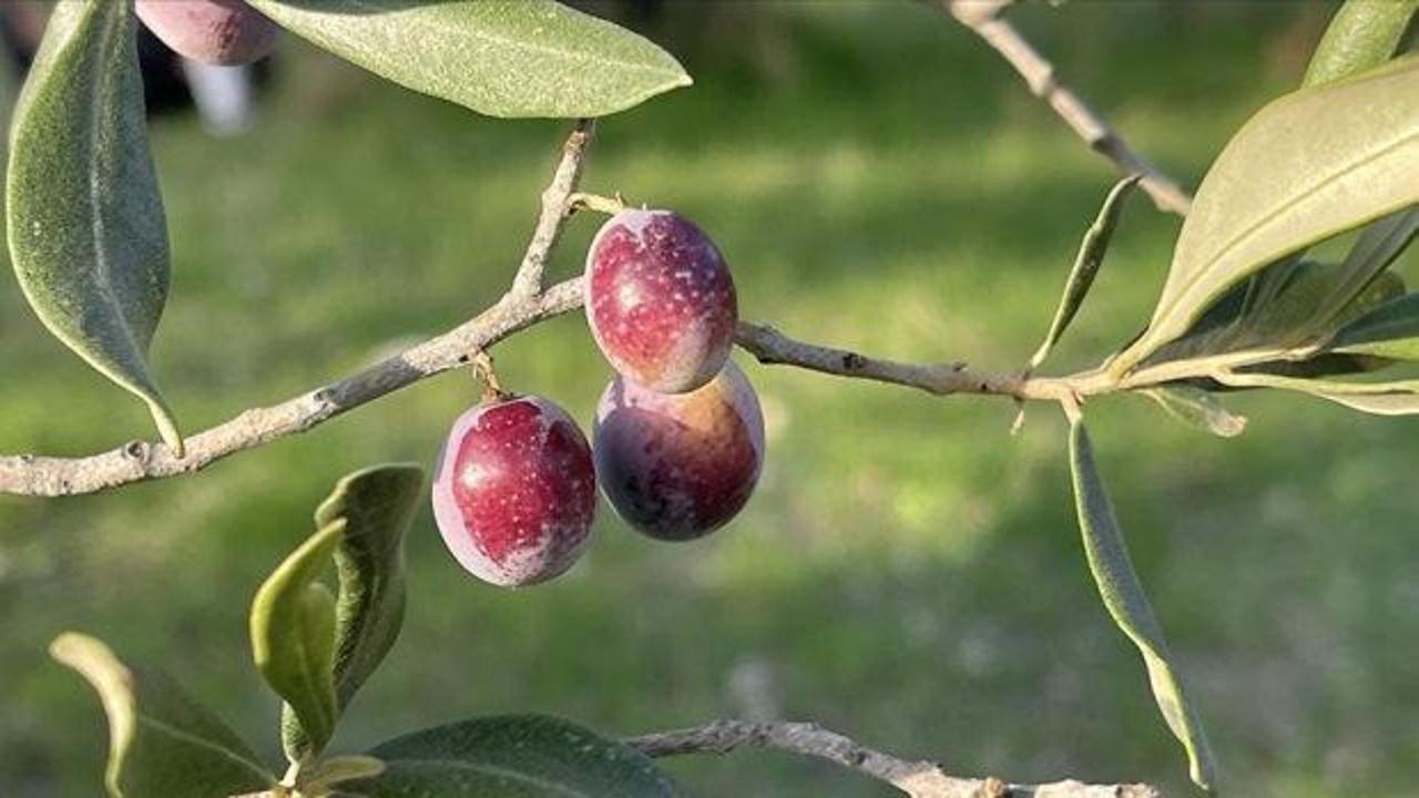 Hatay'da 201 bin ton zeytin rekoltesi bekleniyor