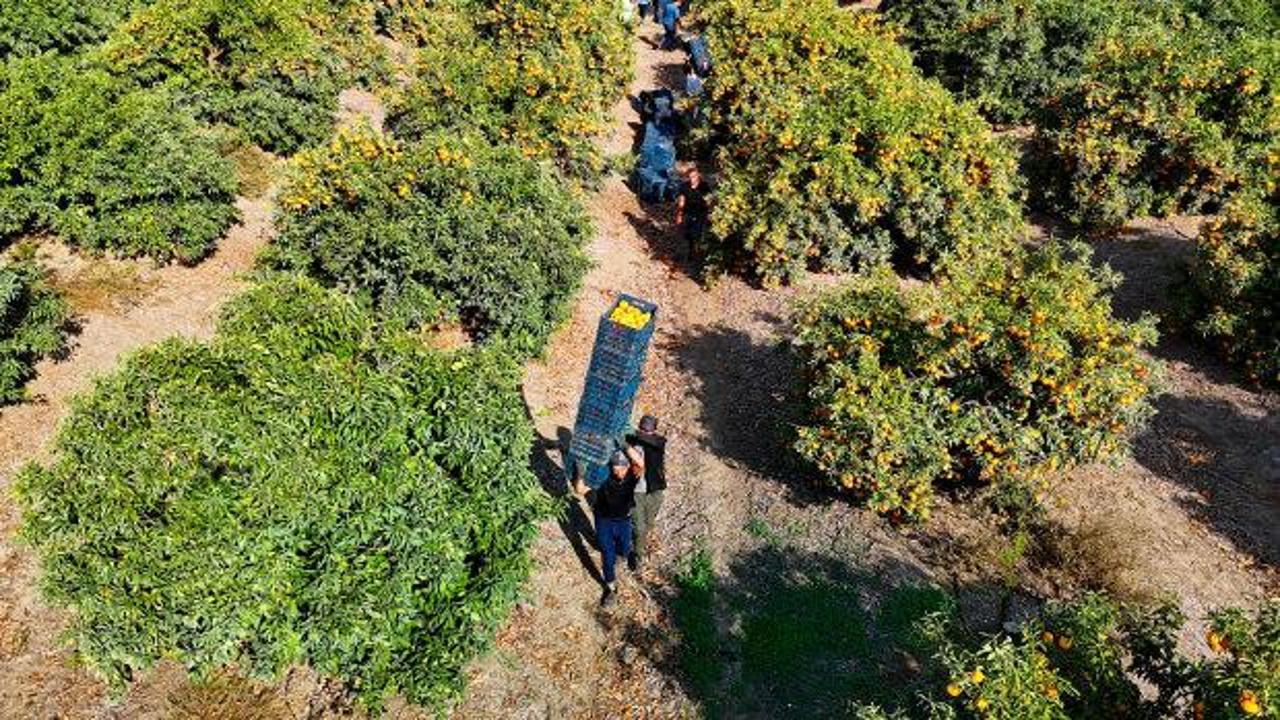 İşçilerin grevi kış meyvesini dalında bıraktı! Kilosu 3 liraya kadar geriledi