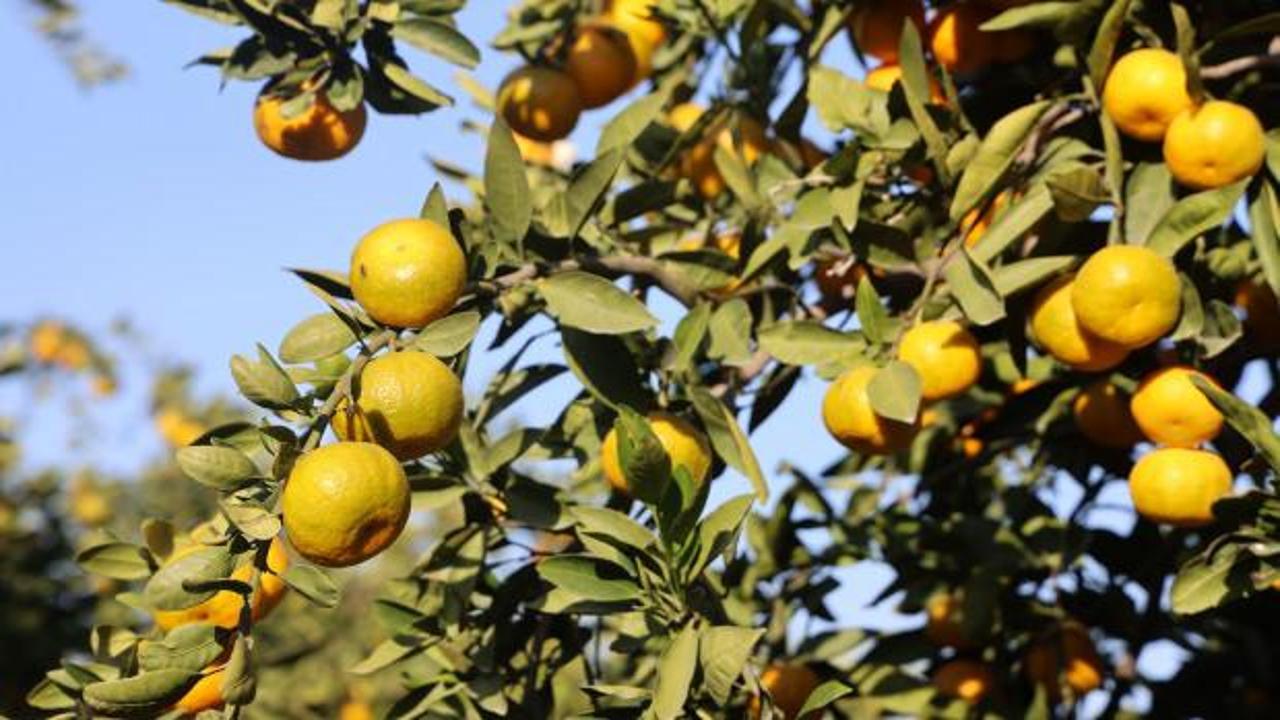 Kilosu 2 liraya kadar gerileyince tonlarca ürün ücretsiz dağıtıldı