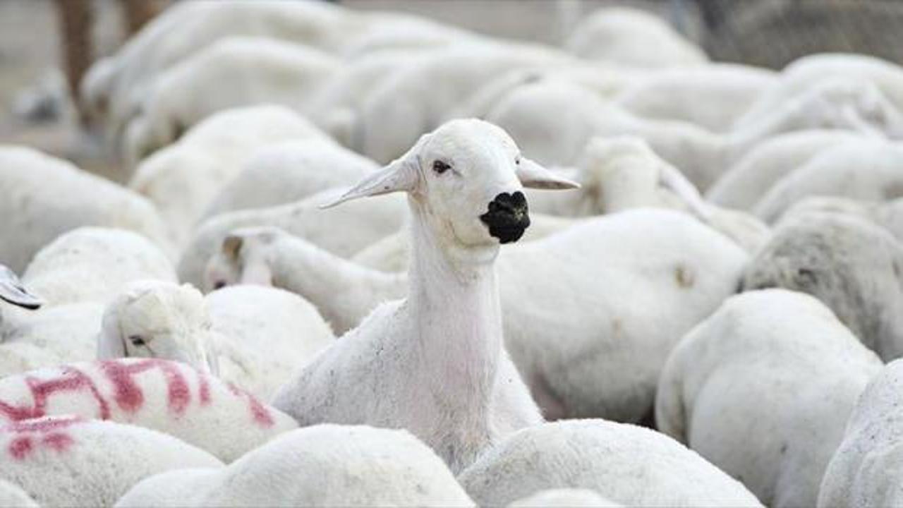 5 bin 150 reforme küçükbaş hayvan satacaklar! TİGEM duyurdu