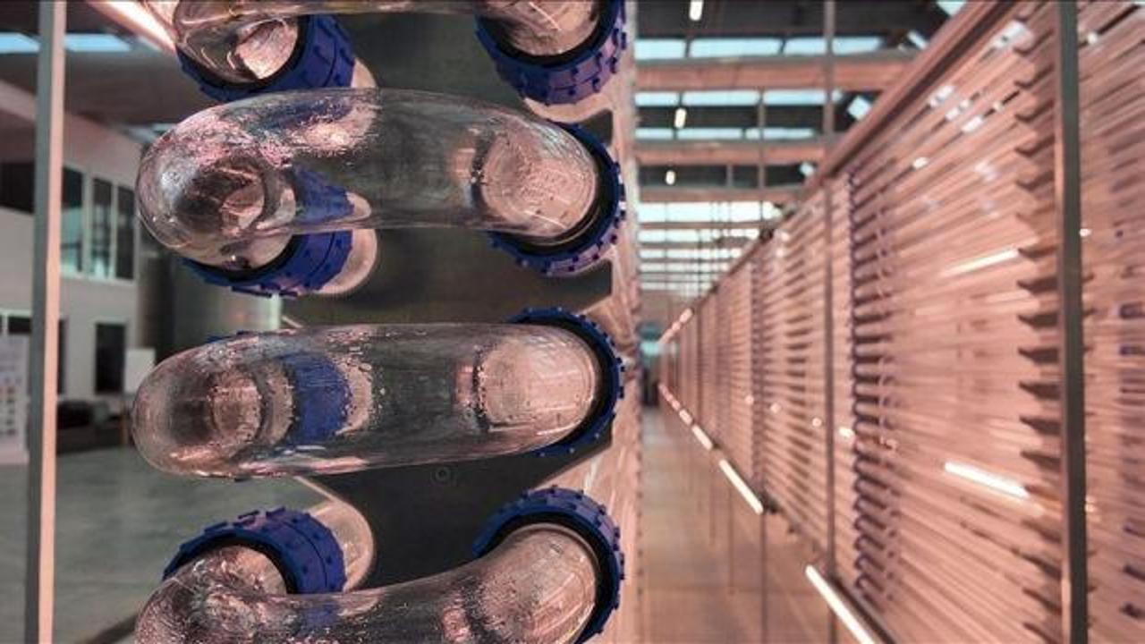 Boğaziçi Üniversitesi mikroalg temelli biyopestisit geliştirecek