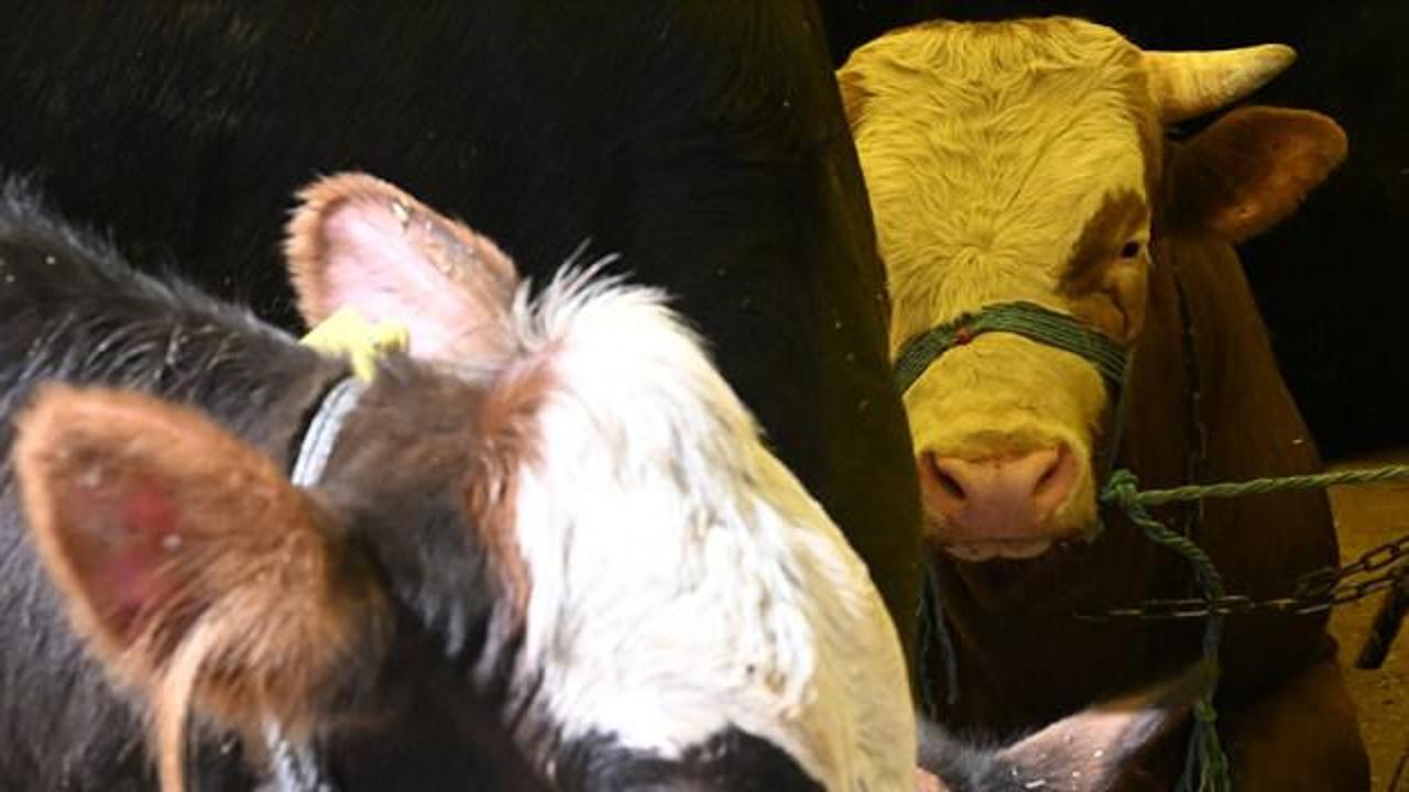 Beslediği dananın saldırısına uğrayarak hayatını kaybetti