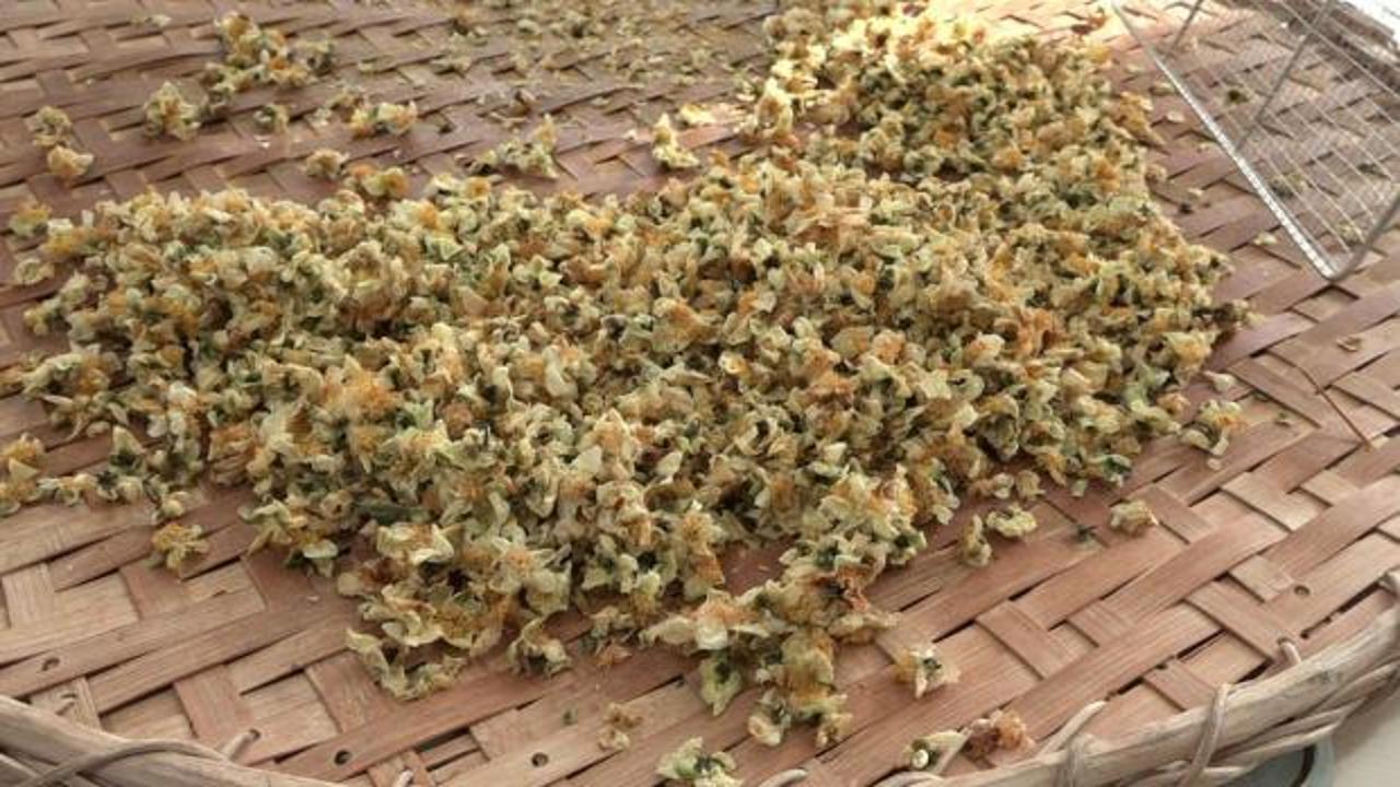 Doğu Karadeniz'in yeni gözdesi: Kilosu 6 bin liradan satılıyor