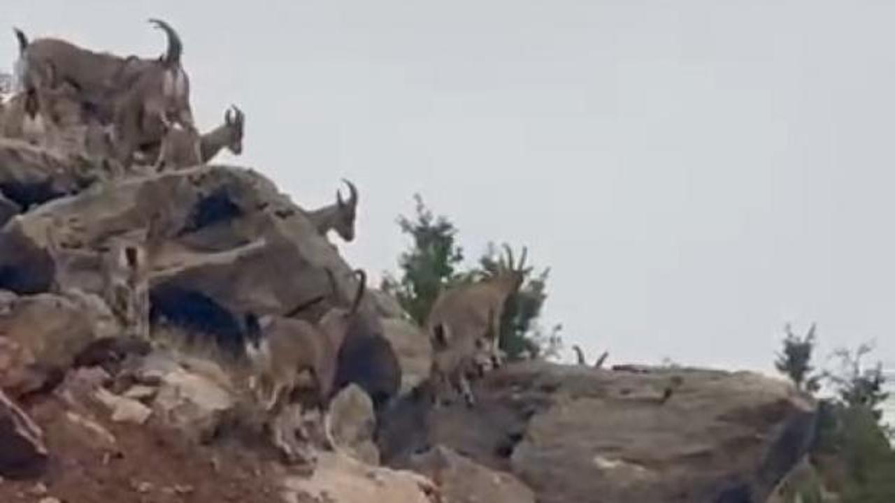 Elazığ'da dağ keçileri sürü halinde görüntülendi