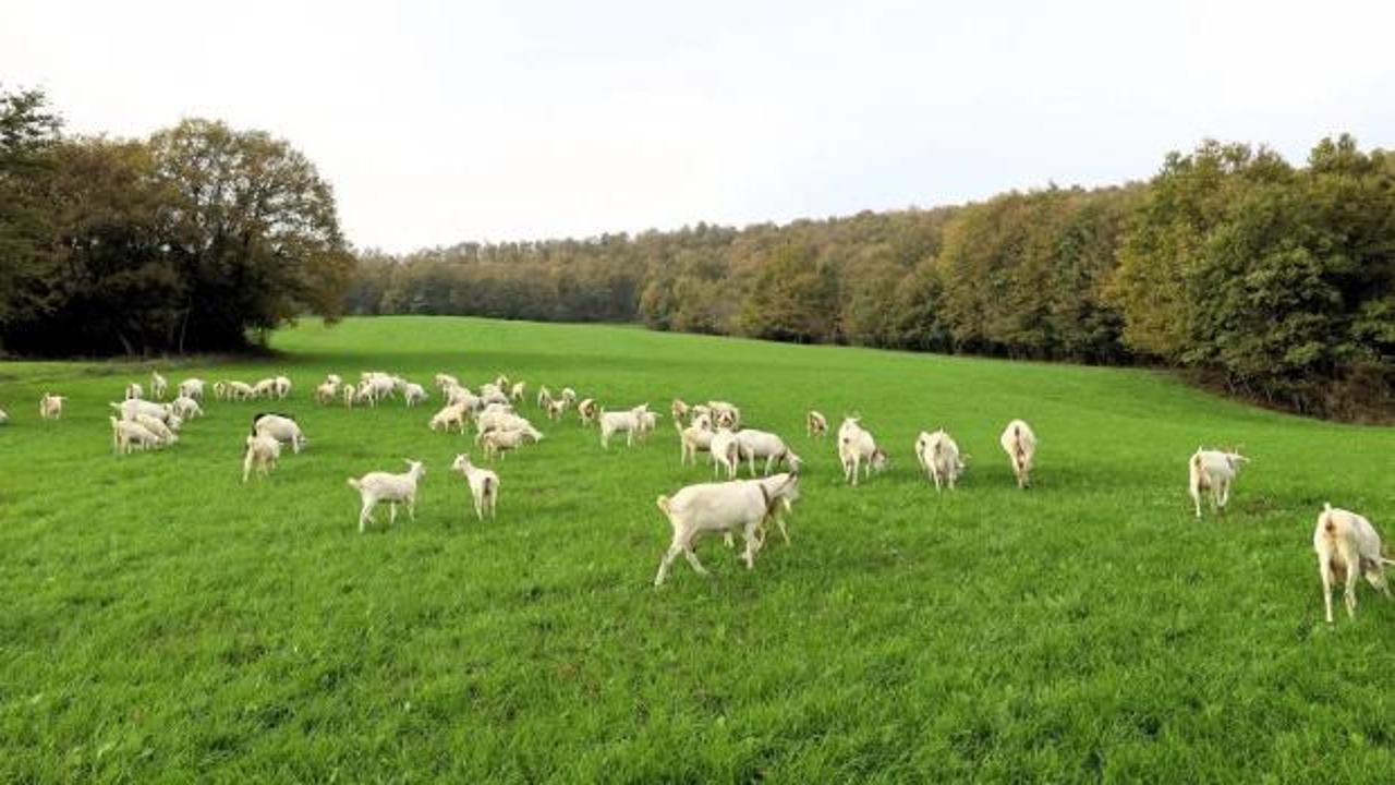 Hibeli Tarlalar bereket getirdi: Üreticinin günlük karı 800 lira oldu!