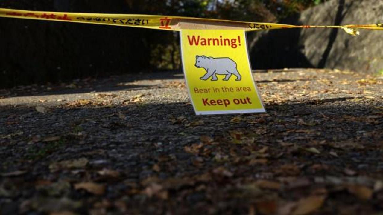 Japonya'da ayılara karşı sigorta hizmeti başlıyor