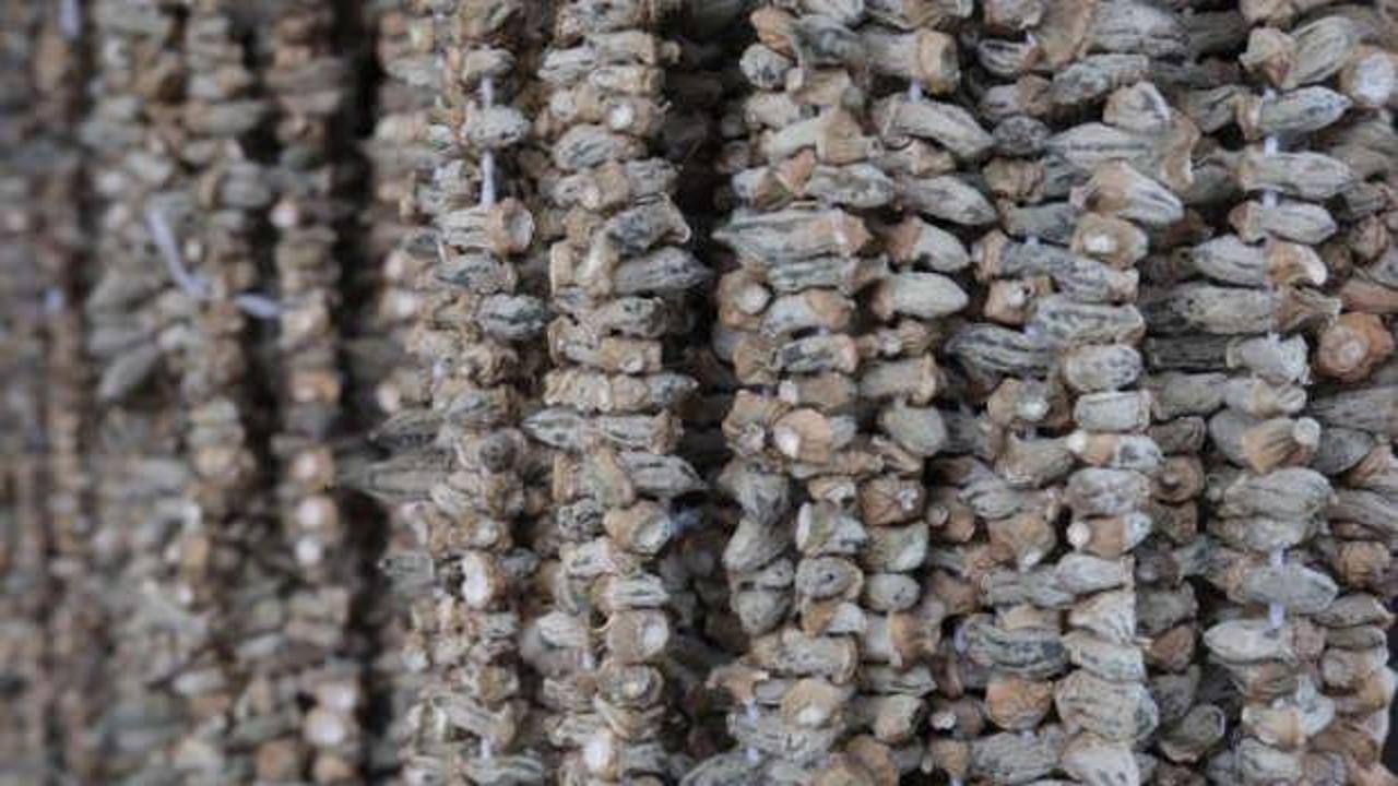 Kışın vazgeçilmezi kuru bamya 2 bin TL'den tezgahta