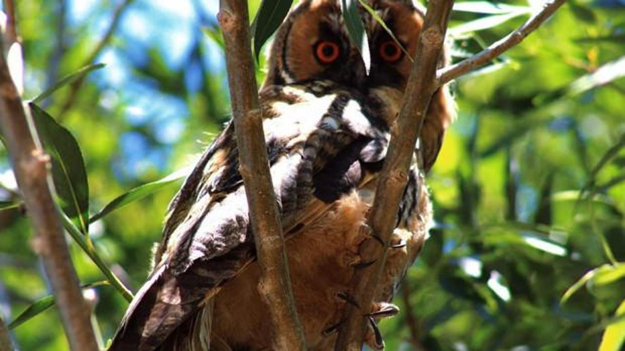 Nadir görülen kulaklı orman baykuşu Van'da objektiflere yansıdı