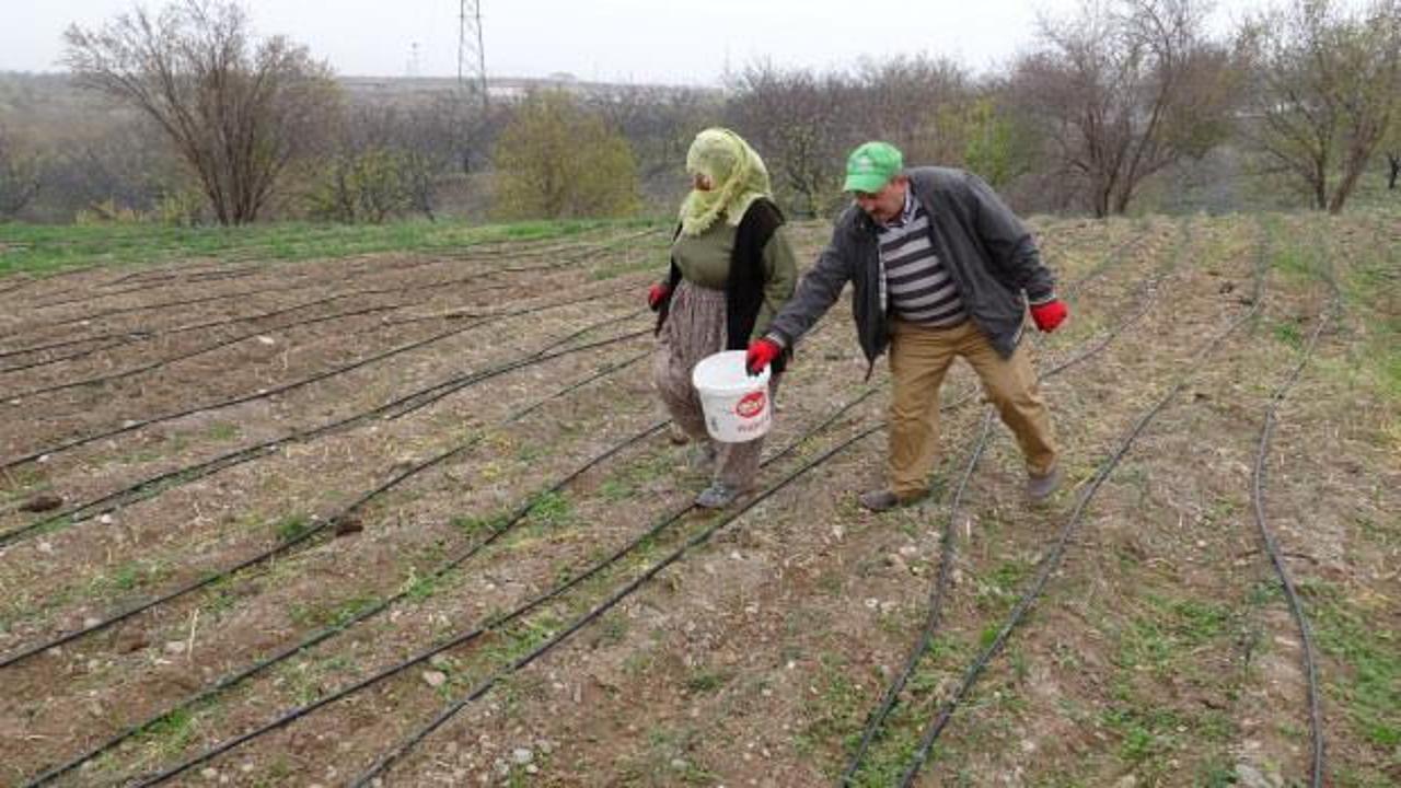 Emekli olunca boşluğa düştü: Deneme ekimi yaptı! Kilosunu 2,500 TL’den satıyor 