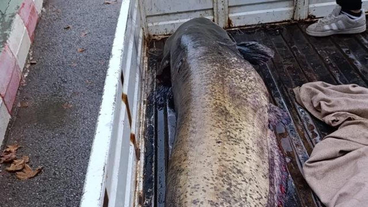 Dev balığı görünce dünyalar onu oldu! O anlar kamerada