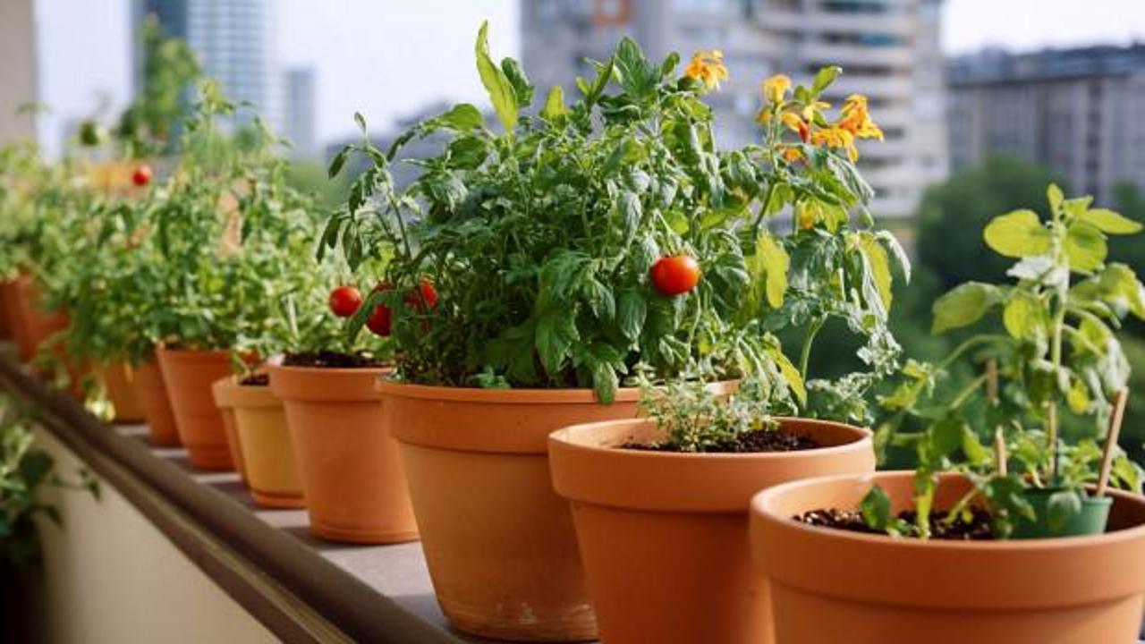 Balkonda Saksıda Sebze Bahçesi: Şehirde Kendi Gıdanızı Üretin