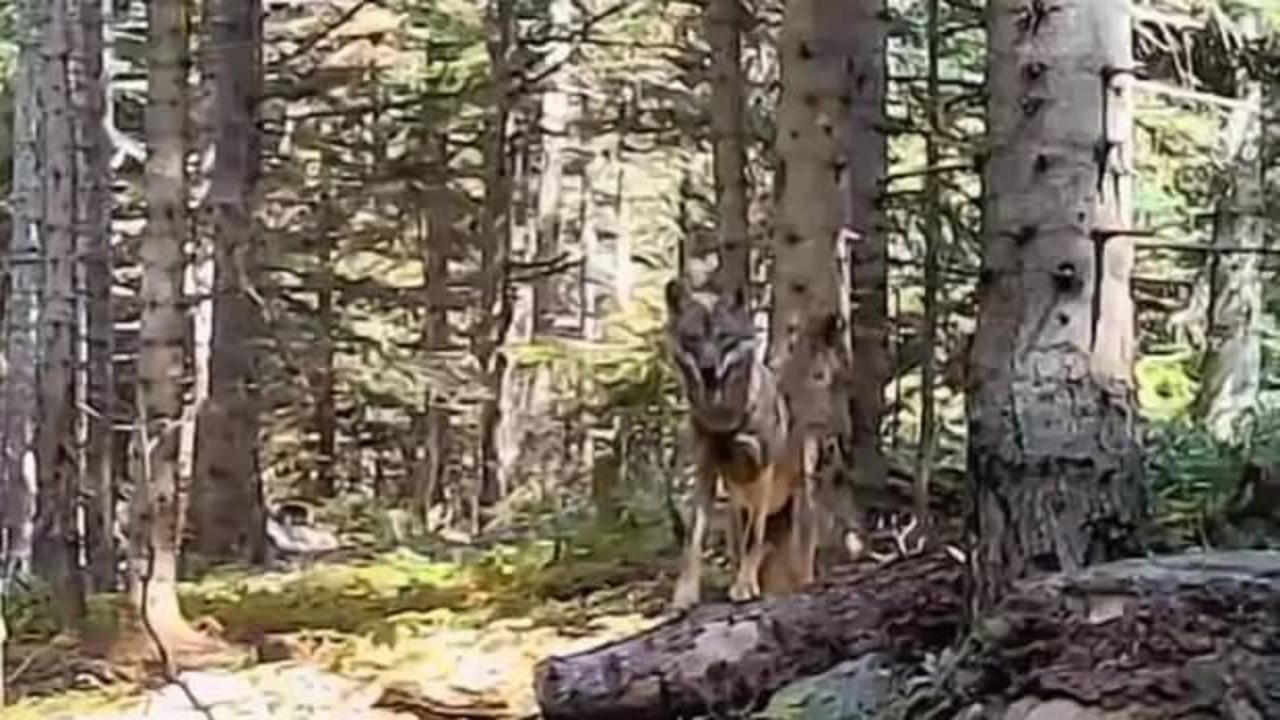 Bolu'nun yaban hayatı fotokapanla görüntülendi!