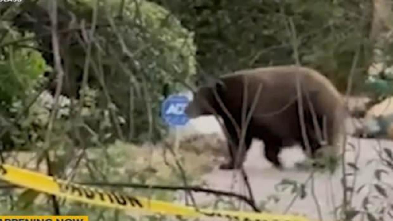 Evinin altında 200 kiloluk koca bir ayı yaşıyormuş!