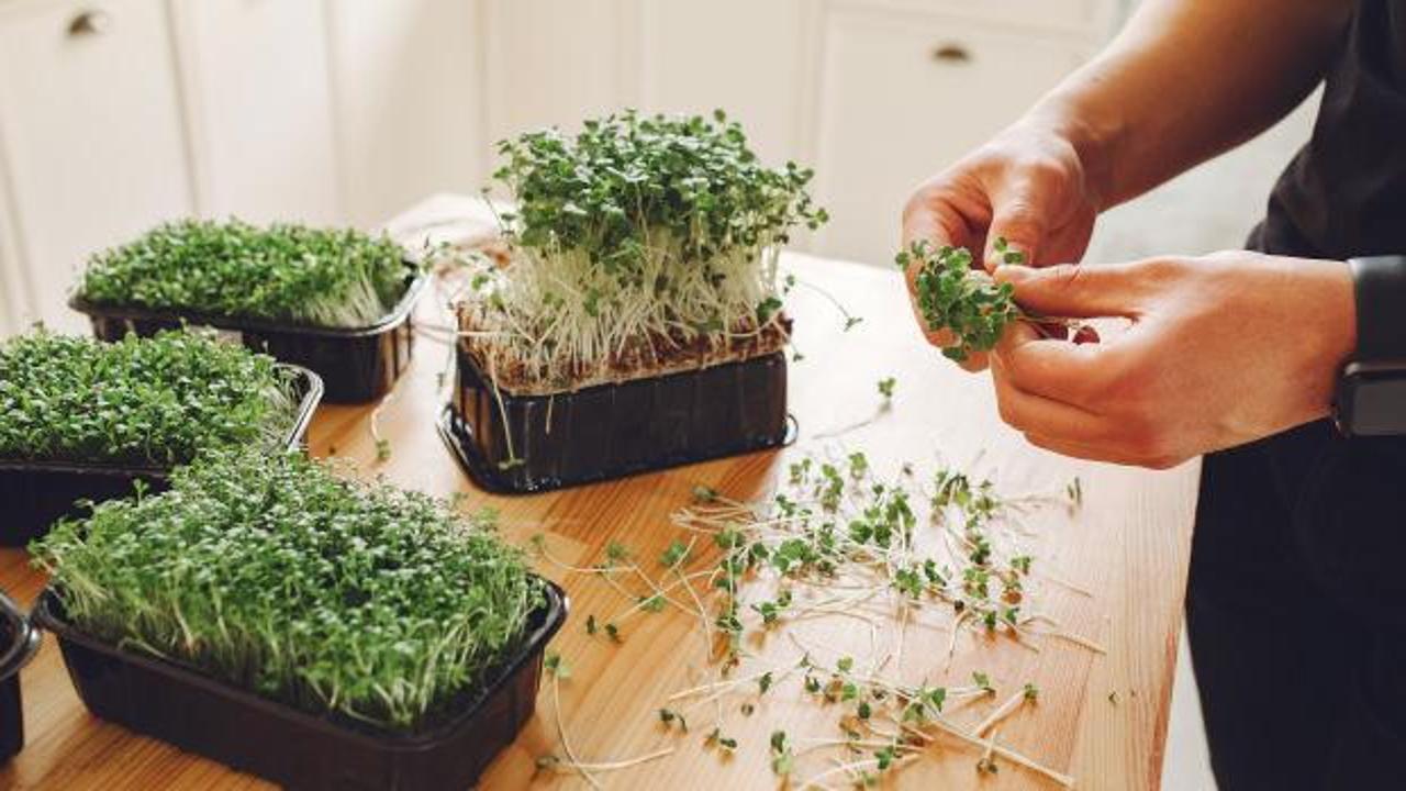 İ&ccedil; Mekanda Besin Deposu: Mikro Yeşillik Yetiştirme Rehberi
