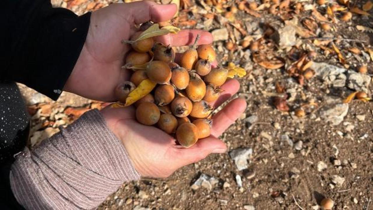 Kimin ektiği belli değil: Dağlardan pazara doğal şifa!