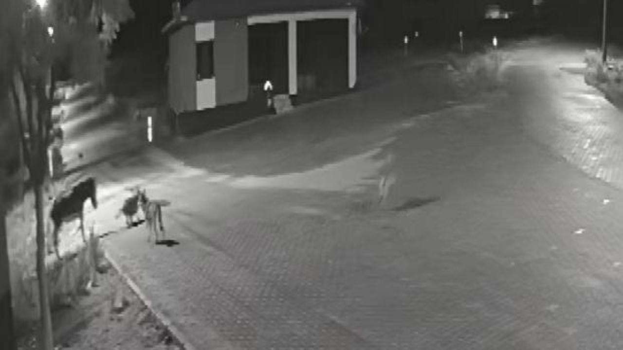 Konya’da aç kalıp mahalleye inen kurtlar eşeği parçaladı