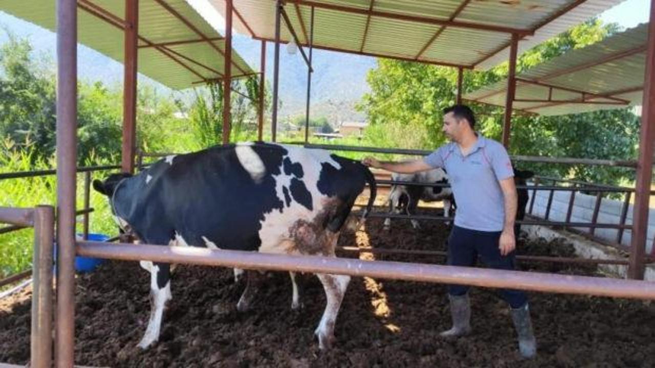 Milas'ta "şap hastalığı" nedeniyle 11 mahalle karantinaya alındı