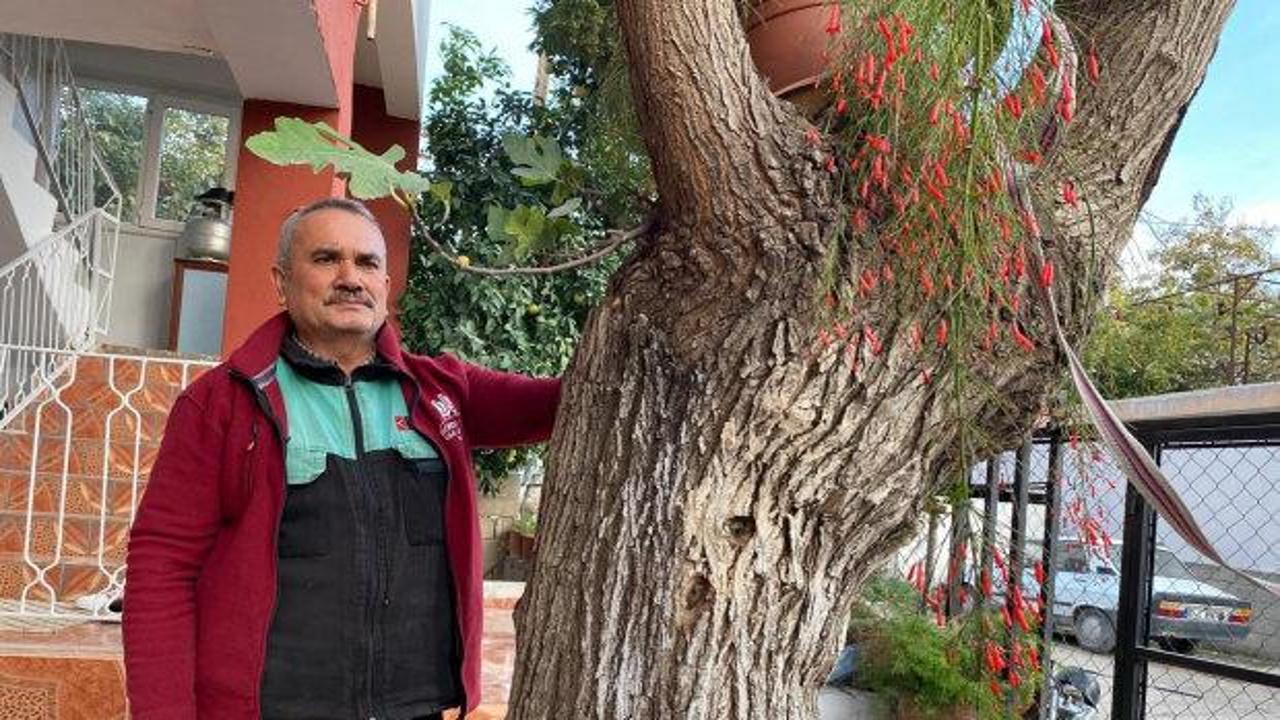 Osmaniye'de ilgin&ccedil; hadise: Dut ağacından incir yetişti