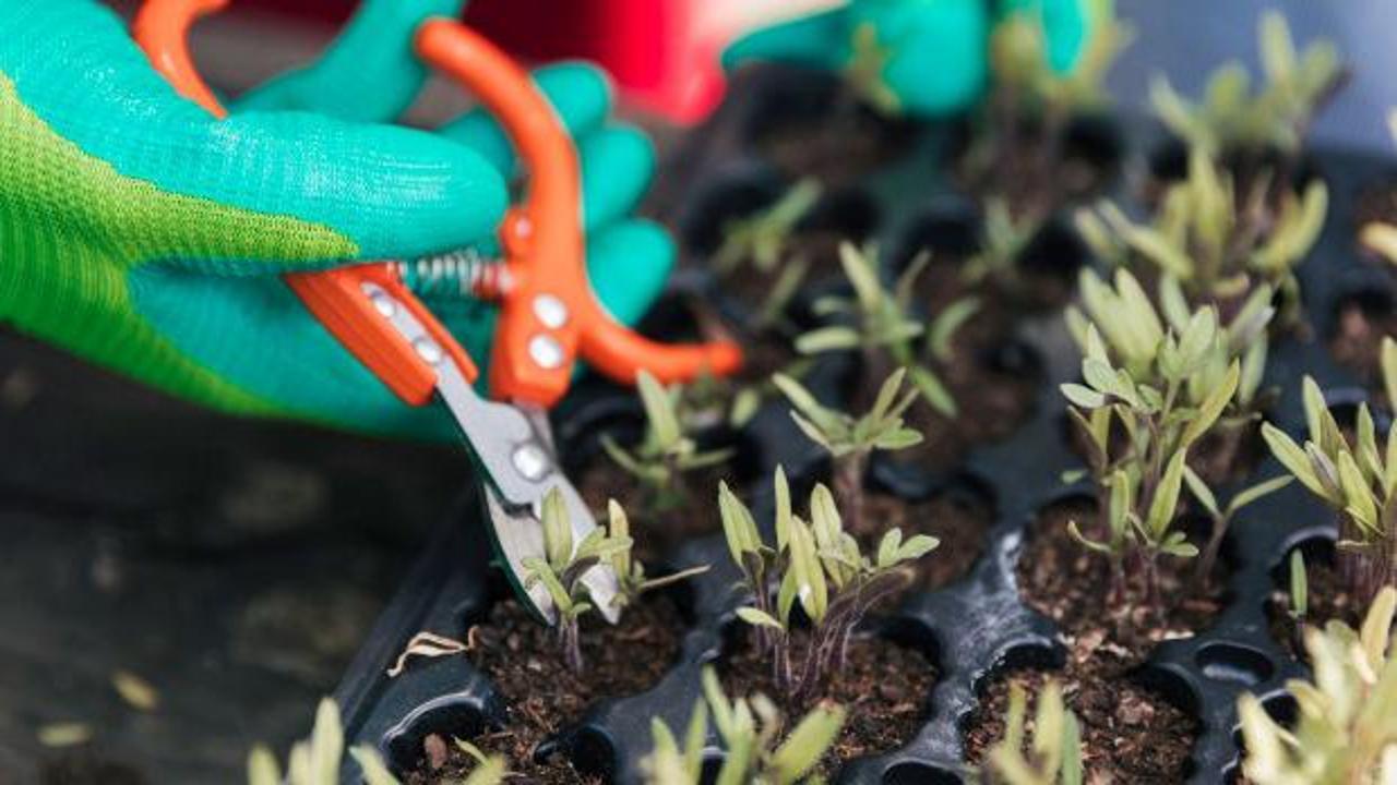 Süs Bitkisi Çoğaltma Yöntemleri